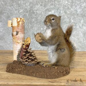 Red Squirrel Life-Size Mount For Sale #22448 @ The Taxidermy Store