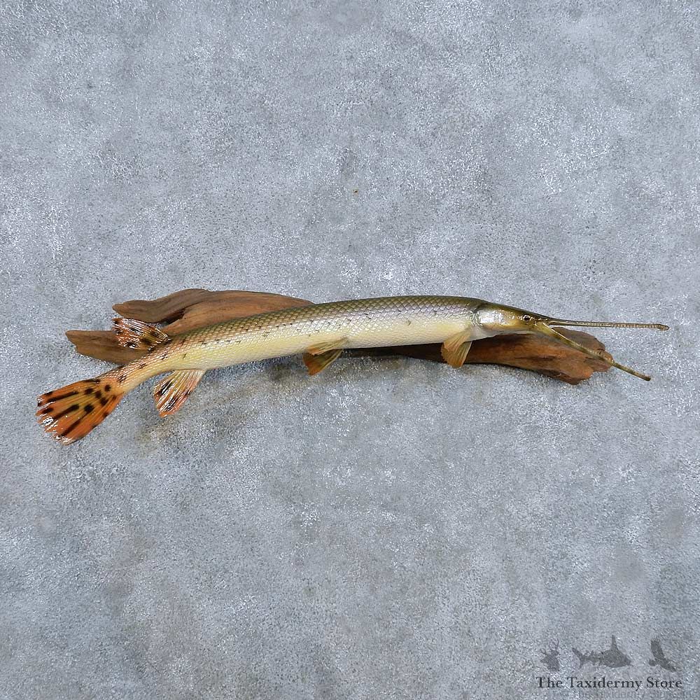 Garfish Fish Mount For Sale #14332 @ The Taxidermy Store