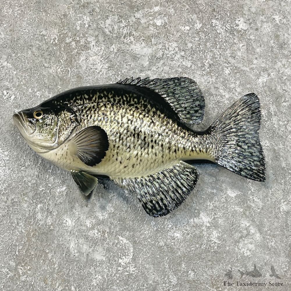 Black Crappie Fish Mount For Sale #27723 @ The Taxidermy Store