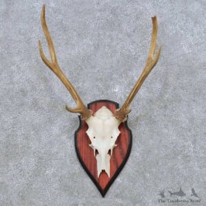 Sika Deer Skull Antler European Mount For Sale #14507 @ The Taxidermy Store