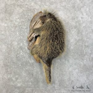 Porcupine Life-Size Taxidermy Mount For Sale #25195 @ The Taxidermy Store