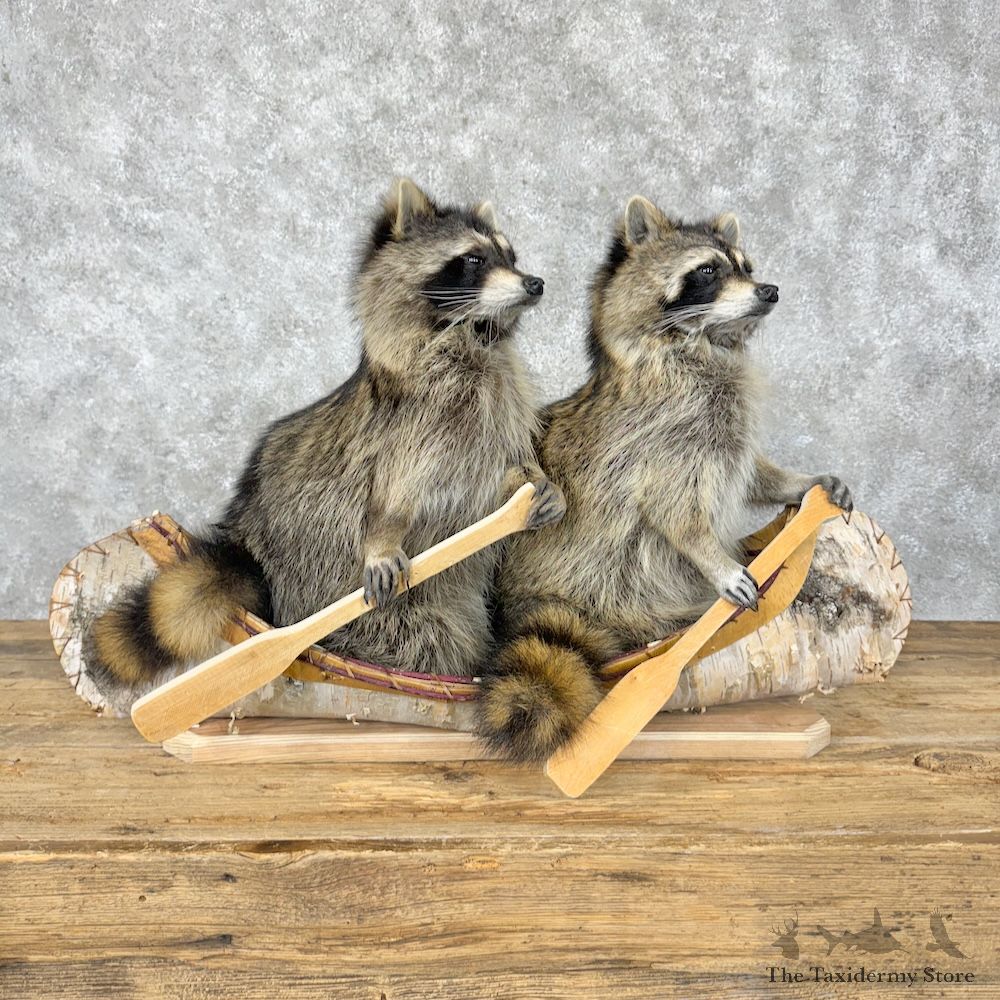 Canoeing Pals Raccoons Novelty Mount For Sale #29523 @ The Taxidermy Store