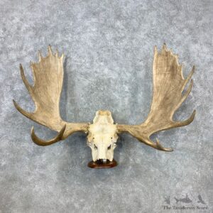 Moose Skull European Mount For Sale #23313 @ The Taxidermy Store