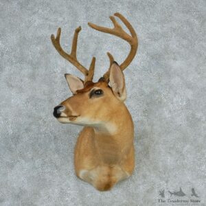 Whitetail Deer Shoulder Taxidermy Head Mount #12745 For Sale @ The Taxidermy Store