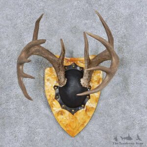 Whitetail Deer Antler Plaque Taxidermy Mount #13846 For Sale @ The Taxidermy Store