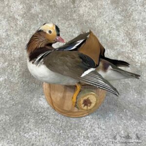 Mandarin Duck Bird Mount For Sale #31444 @ The Taxidermy Store