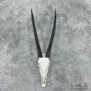 Gemsbok Skull European Mount For Sale #32405 @ The Taxidermy Store