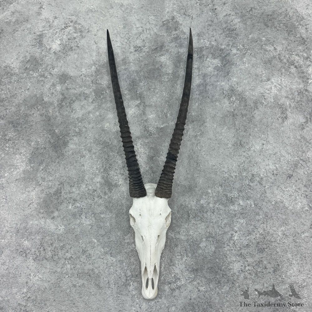 Gemsbok Skull European Mount For Sale #32405 @ The Taxidermy Store