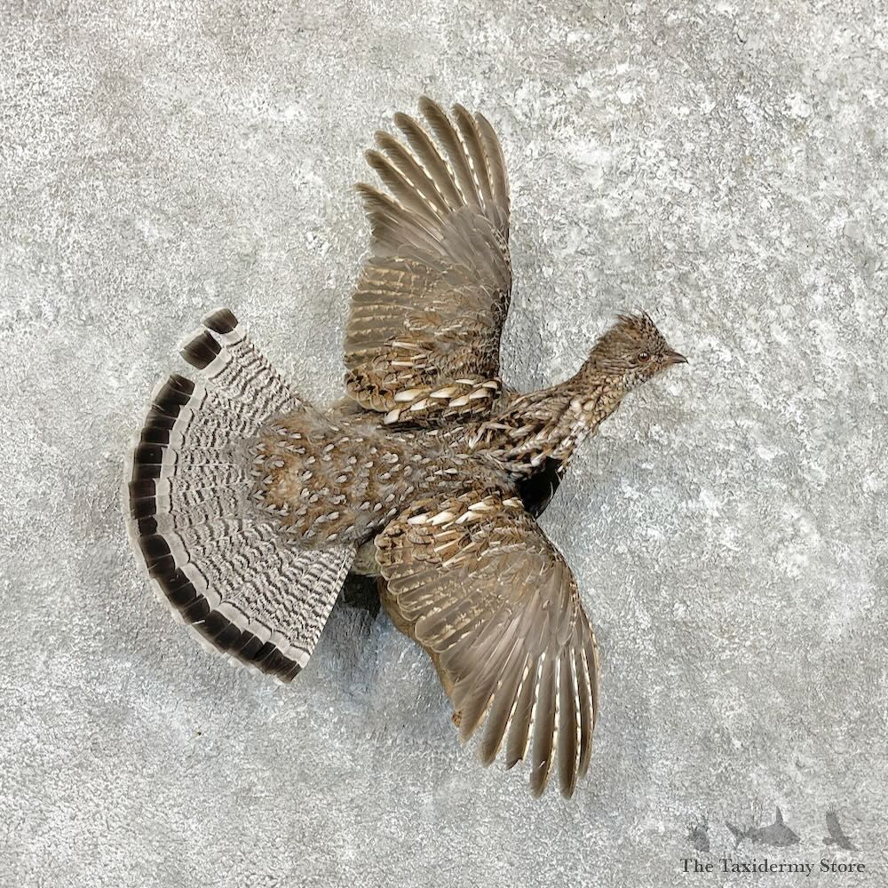 Ruffed Grouse Bird Mount For Sale #27485 @ The Taxidermy Store