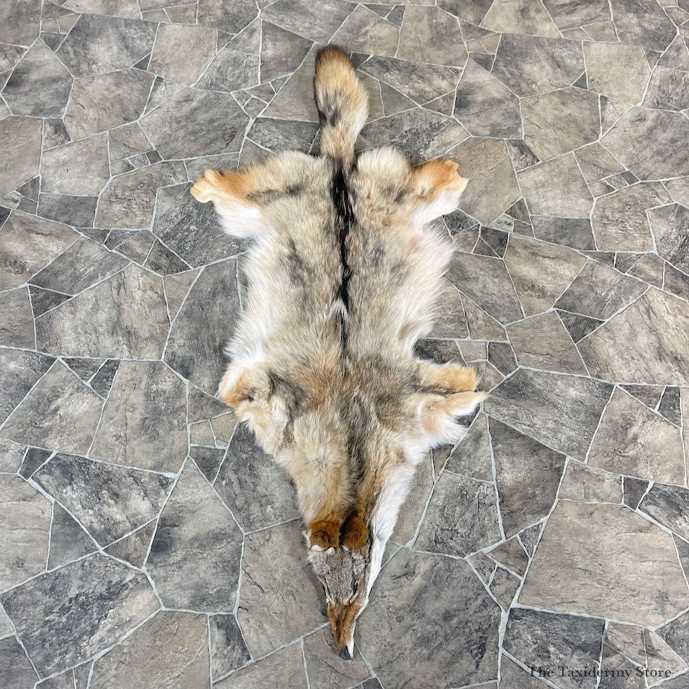 Coyote Tanned Hide For Sale #27912 @ The Taxidermy Store