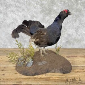 Black Grouse Bird Mount For Sale #31628 @ The Taxidermy Store