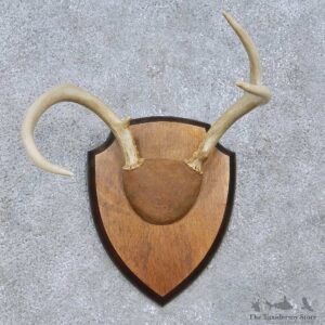 Whitetail Deer Antler Plaque Mount For Sale #15066 @ The Taxidermy Store