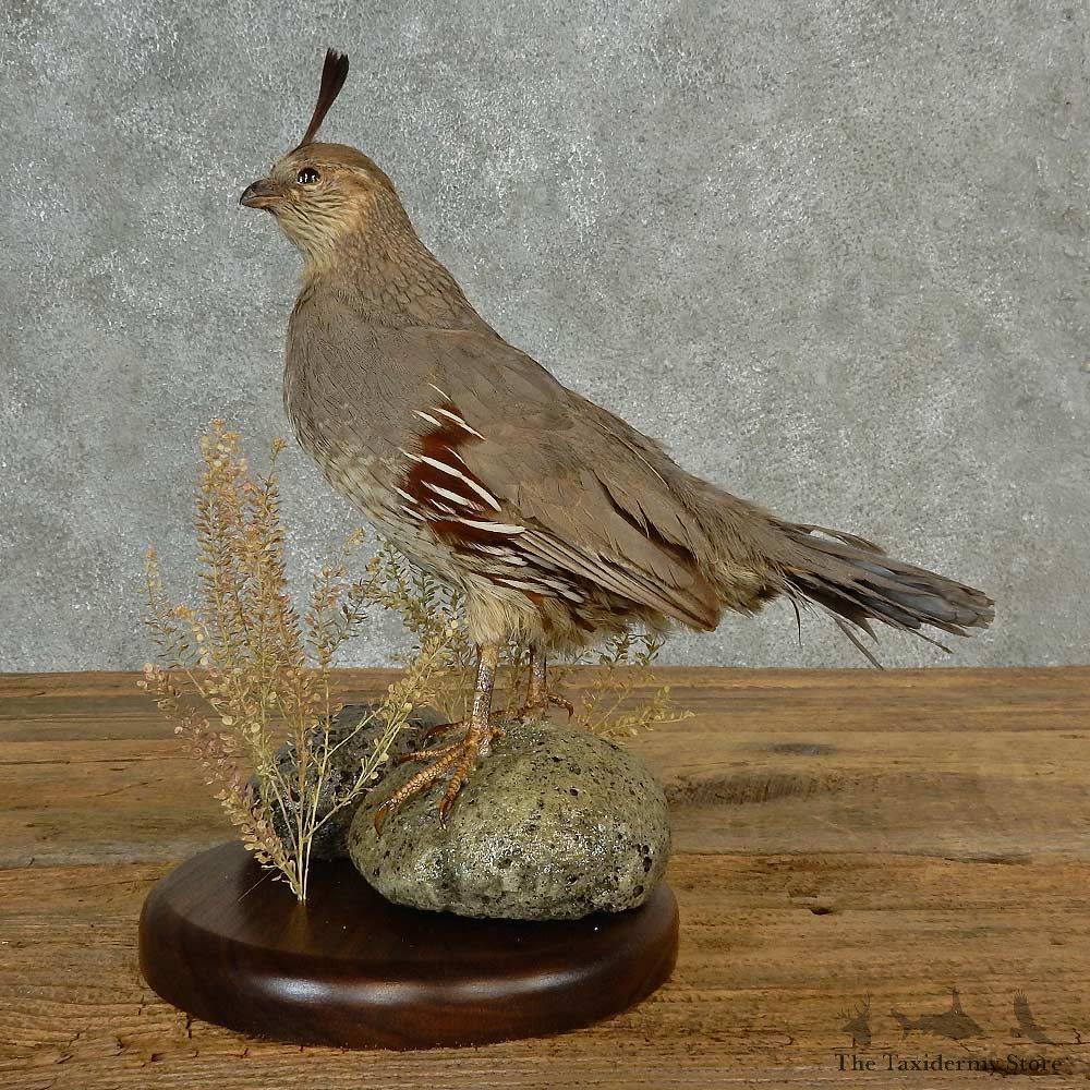 Gambel’s Quail Bird Mount For Sale #17010 @ The Taxidermy Store