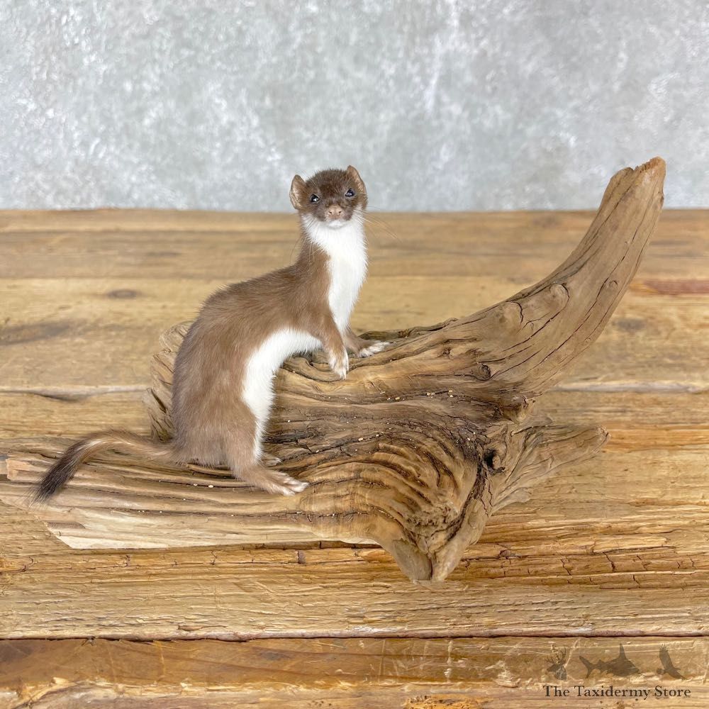 Weasel Life-Size Mount For Sale #24335 @ The Taxidermy Store