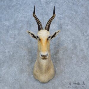 White Blesbok Shoulder Mount For Sale #15281 @ The Taxidermy Store