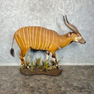 Bongo Antelope Life-Size Mount For Sale #30233 @ The Taxidermy Store
