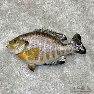 Bluegill Fish Mount For Sale #30521 @ The Taxidermy Store