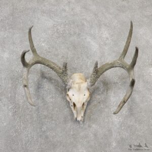 Whitetail Deer Skull European Mount For Sale #19153 @ The Taxidermy Store