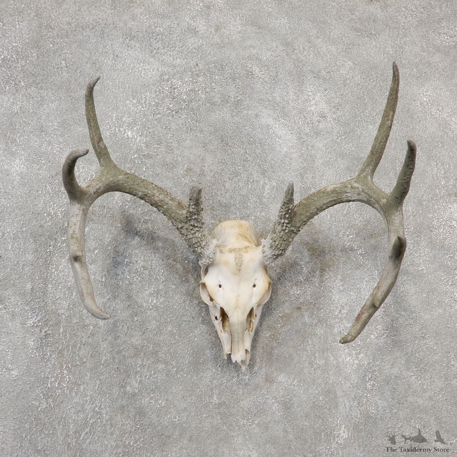 Whitetail Deer Skull European Mount For Sale #19153 @ The Taxidermy Store
