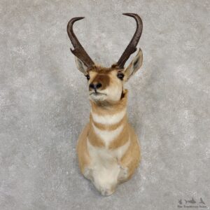 Pronghorn Taxidermy Shoulder Mount #20016 For Sale @ The Taxidermy Store
