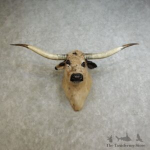 Texas Longhorn Shoulder Mount For Sale #17235 @ The Taxidermy Store