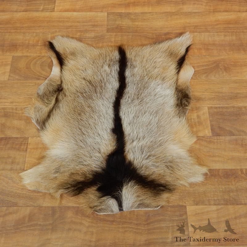 Goat Hide Taxidermy Tanned Skin For Sale #17888 @ The Taxidermy Store