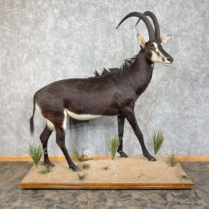 African Sable Life-Size Taxidermy Mount For Sale #25296 For Sale @ The Taxidermy Store