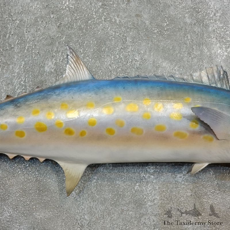 Replica Spanish Mackerel Taxidermy Fish Mount #17794 For Sale @ The Taxidermy Store