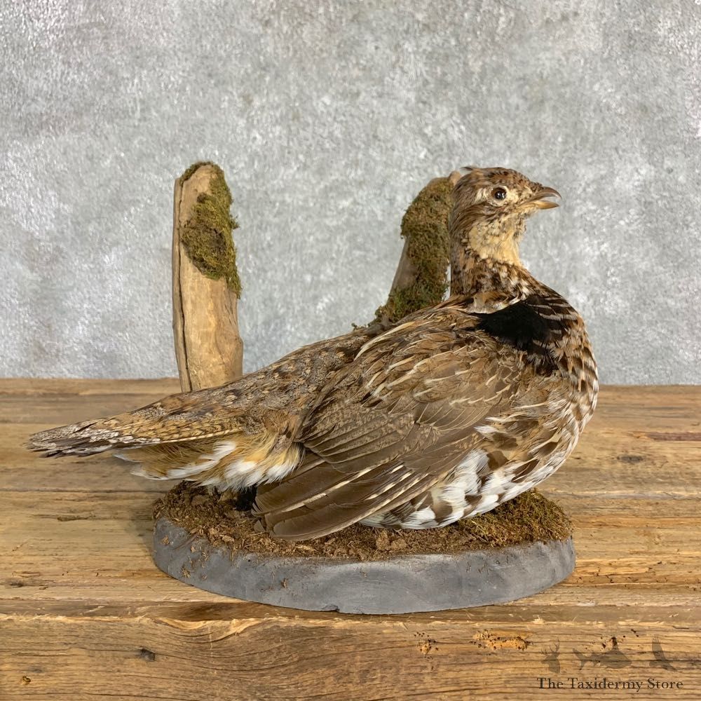 Ruffed Grouse Bird Mount For Sale #22842 @ The Taxidermy Store