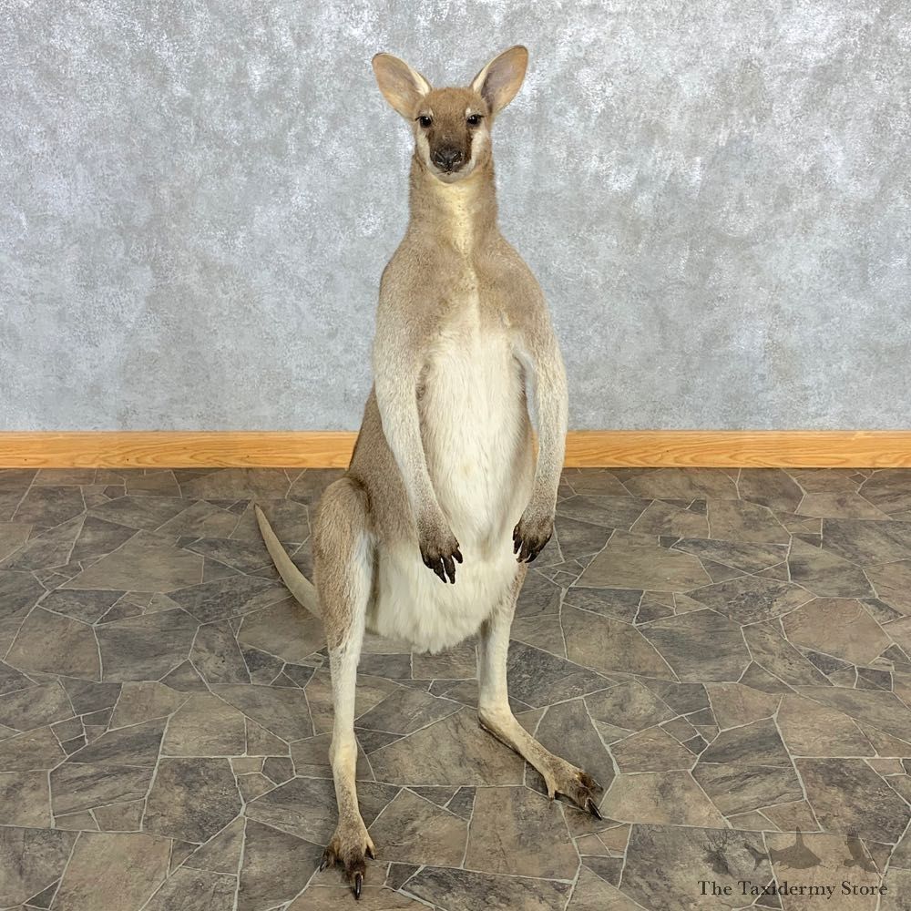 Grey Kangaroo Taxidermy Mount For Sale #22469 @ The Taxidermy Store