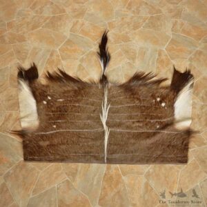 Nyala Hide Mount For Sale #14898 @ The Taxidermy Store
