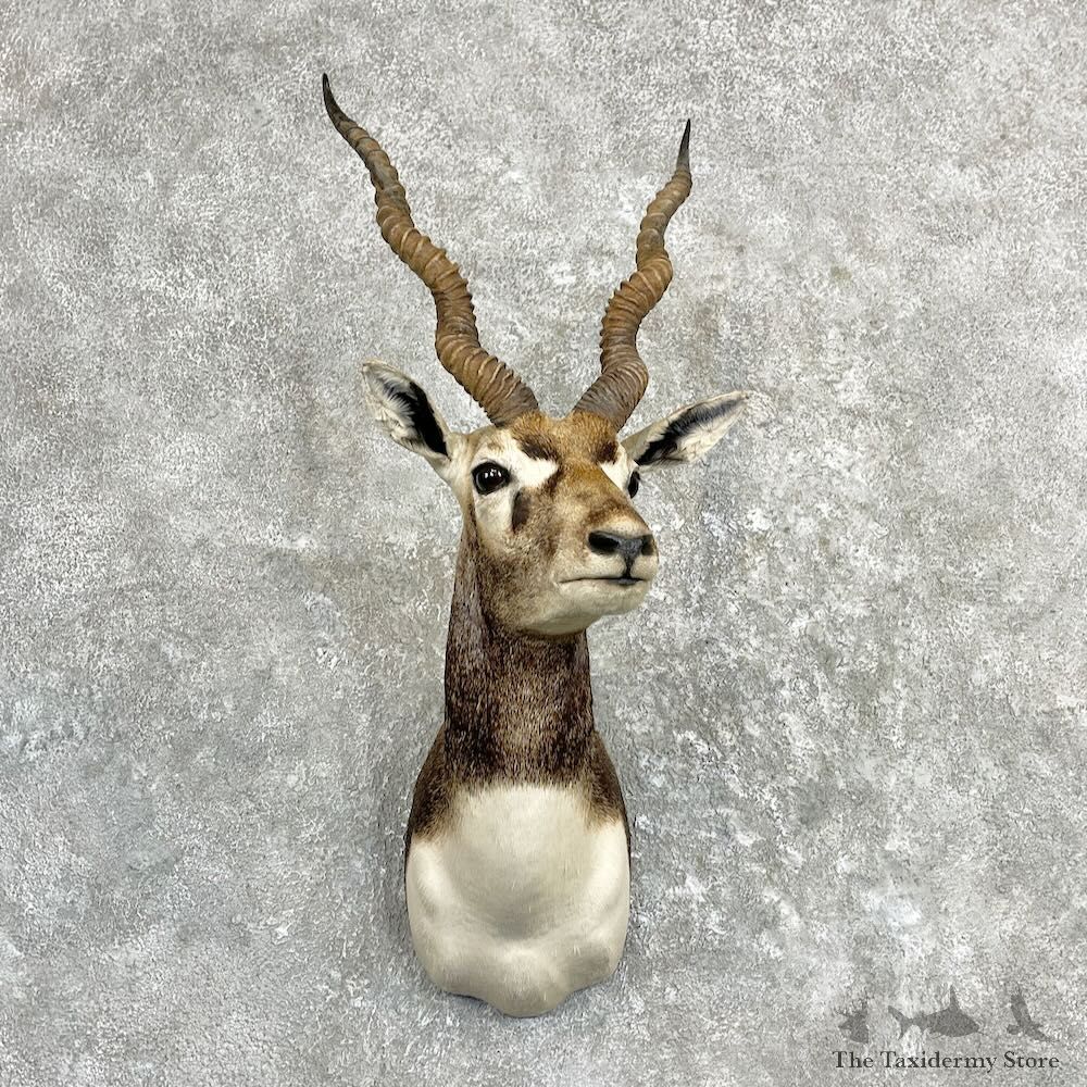 India Blackbuck Shoulder Mount For Sale #27282 @ The Taxidermy Store