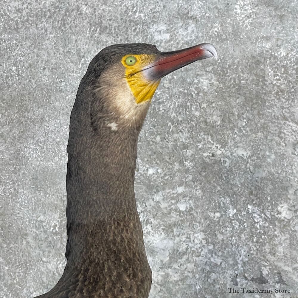 Japanese Cormorant Pair Mount For Sale #27963 @ The Taxidermy Store