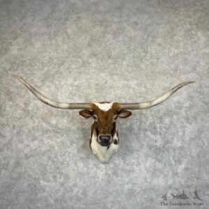 Longhorn Steer Shoulder Mount For Sale #30931 @ The Taxidermy Store