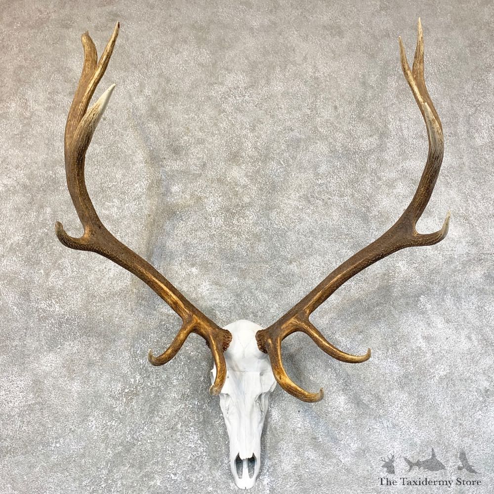 Rocky Mountain Elk Skull European Mount For Sale #23736 @ The Taxidermy Store