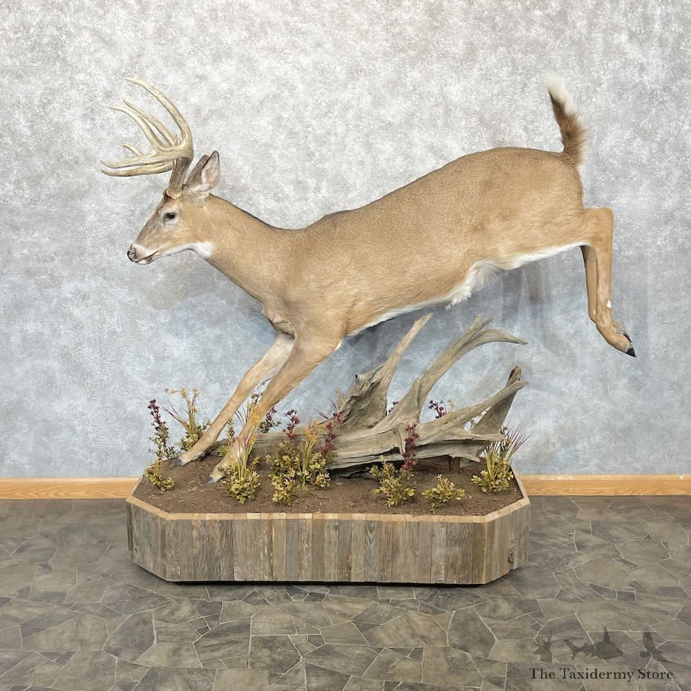 Whitetail Deer Life-Size Mount For Sale #28529 @ The Taxidermy Store