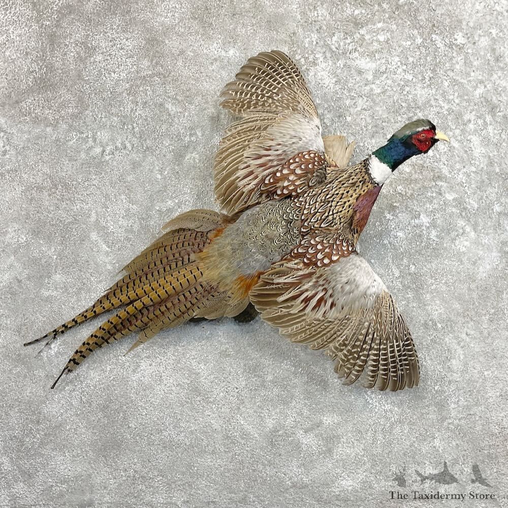 Ringneck Pheasant Bird Mount For Sale #27478 @ The Taxidermy Store