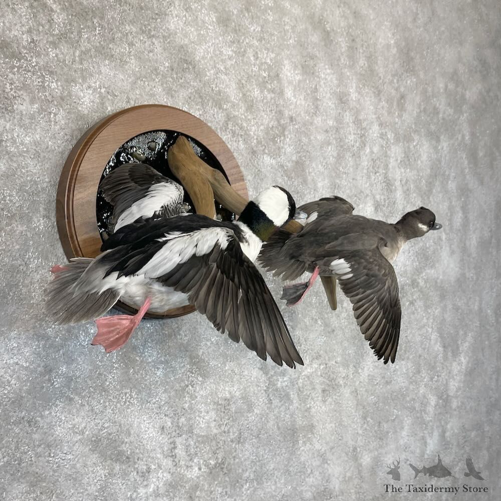 Bufflehead Pair Duck Mount For Sale #28255 @The Taxidermy Store