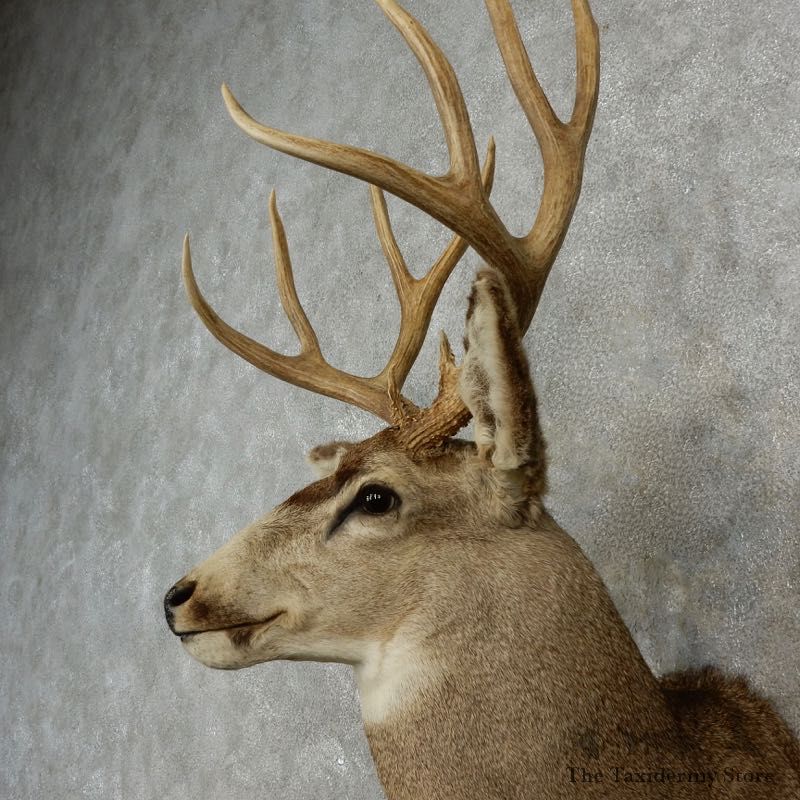 Mule Deer Shoulder Mount For Sale #17351 @ The Taxidermy Store