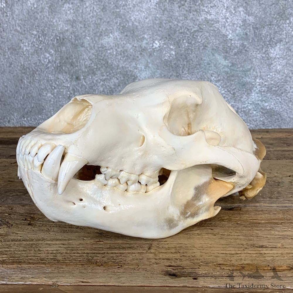 Brown Bear Skull Mount For Sale #22063 @ The Taxidermy Store
