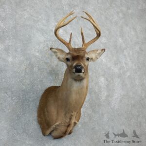 Whitetail Deer Shoulder Mount For Sale #18281 @ The Taxidermy Store