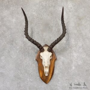 Impala Skull & Horn European Mount For Sale #19010 @ The Taxidermy Store
