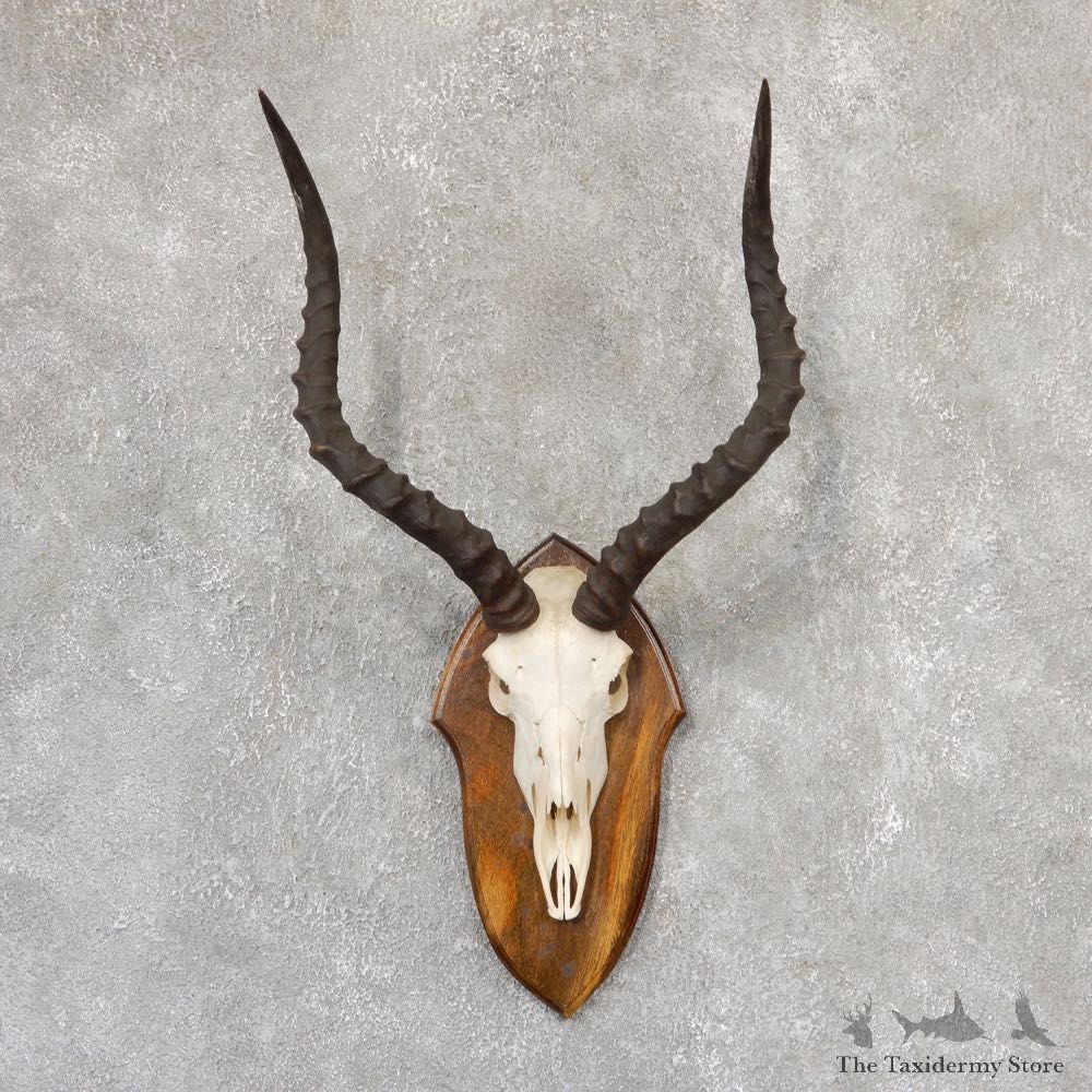 Impala Skull & Horn European Mount For Sale #19010 @ The Taxidermy Store