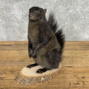 Black Squirrel Life-Size Mount For Sale #23455 @ The Taxidermy Store