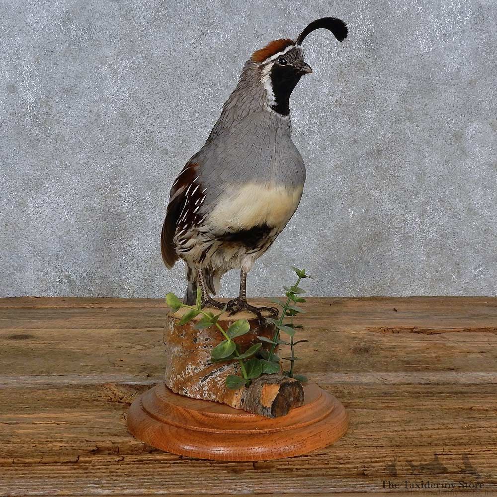 Gamble Quail Life-Size Mount For Sale #15223 @ The Taxidermy Store