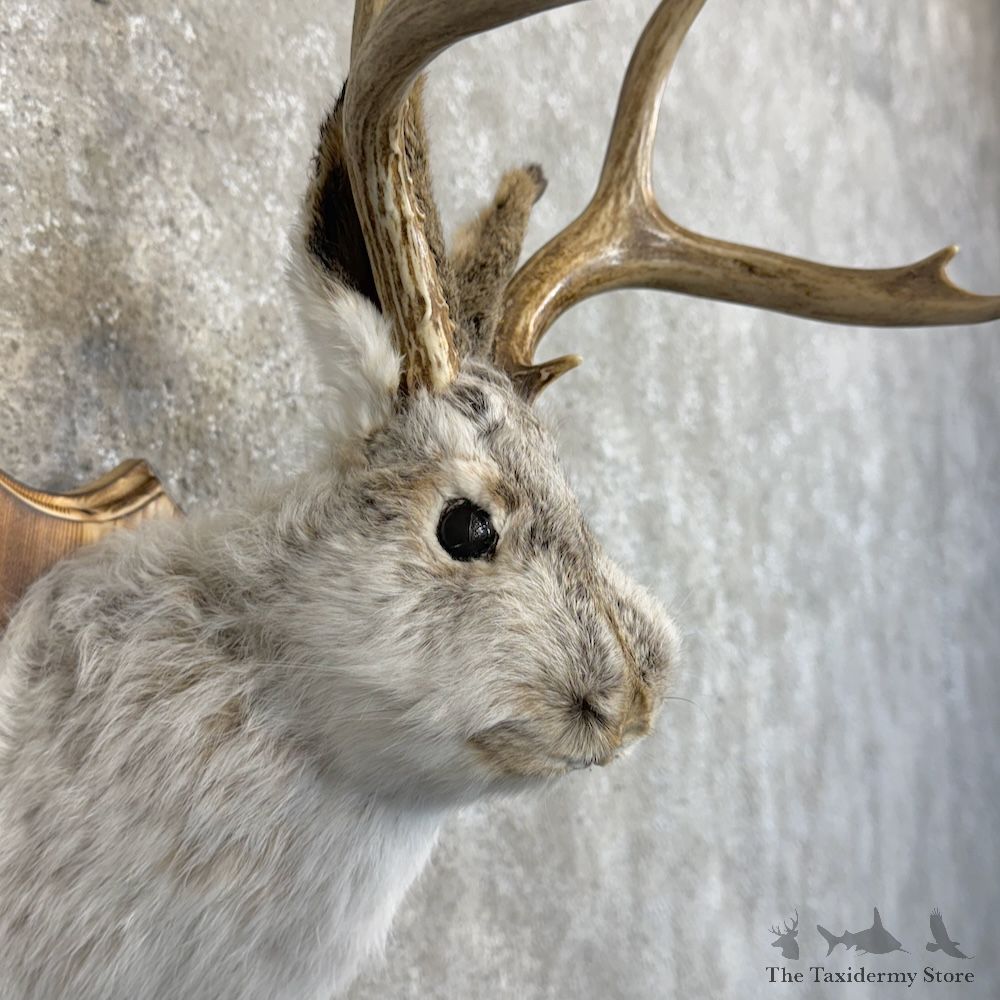 Jackalope Shoulder Mount For Sale #30125 @ The Taxidermy Store