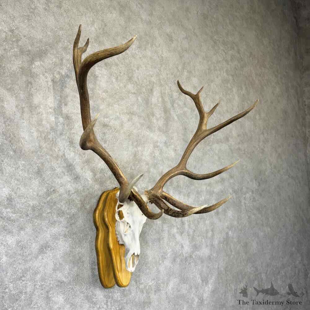 Rocky Mountain Elk Skull European Mount For Sale #32350 @ The Taxidermy Store
