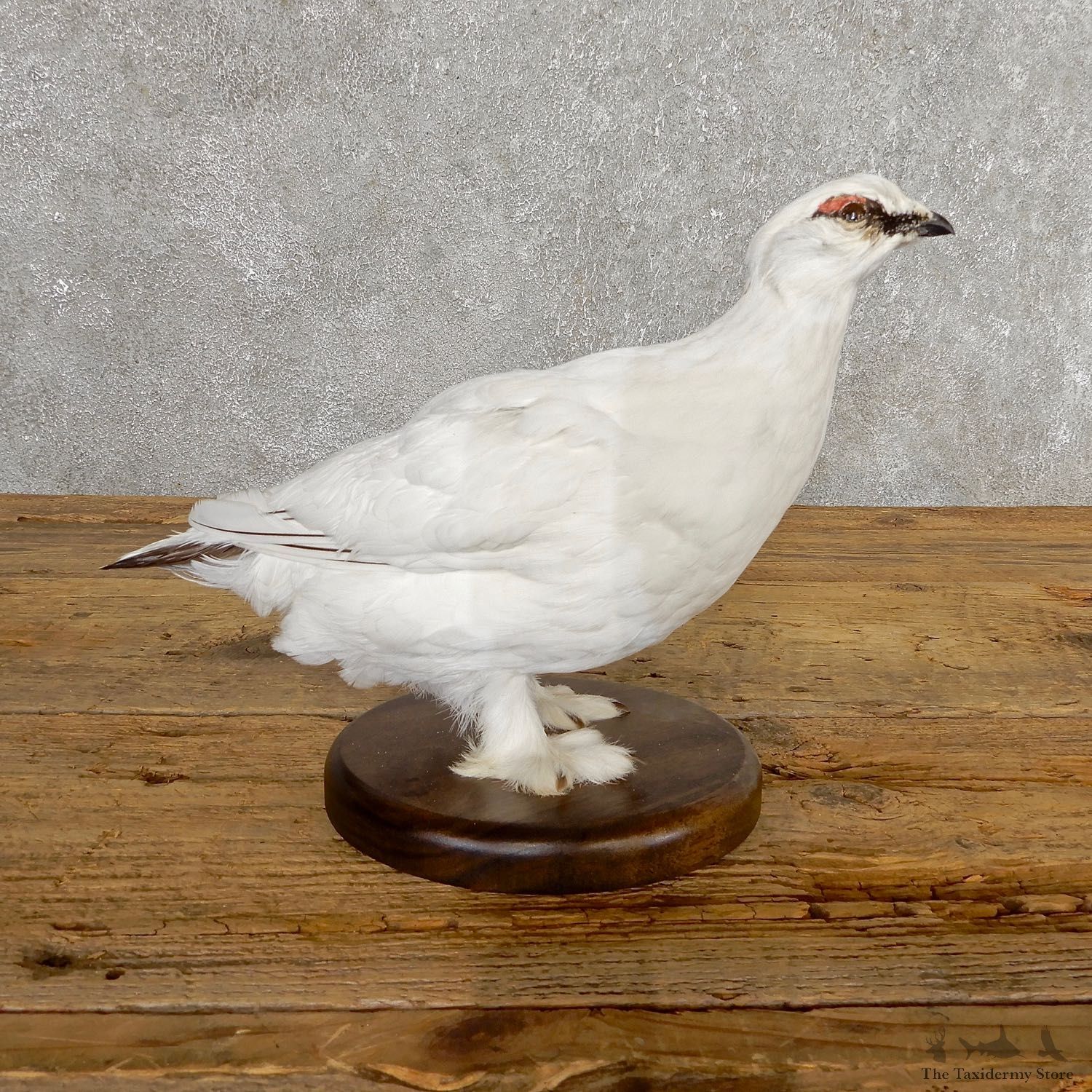 Ptarmigan Mount For Sale #19763 @ The Taxidermy Store