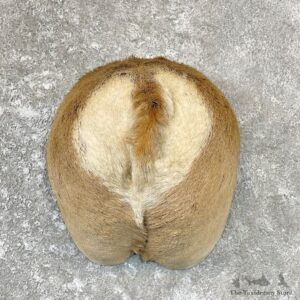 Pronghorn Antelope Rear Mount For Sale #26707 @ The Taxidermy-Store