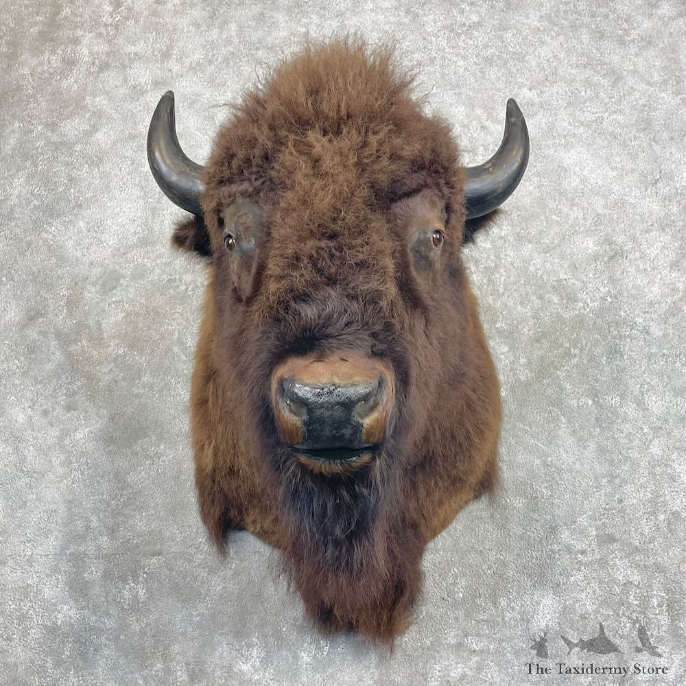 American Buffalo Shoulder Mount For Sale #27290 @ The Taxidermy Store